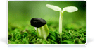 Thiết kế website Môi trường